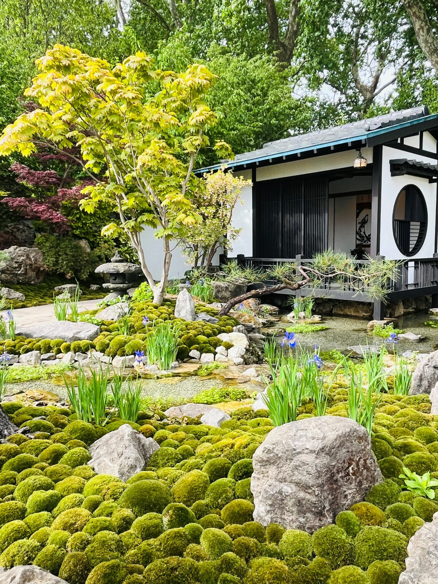 Sarah Manning RHS Chelsea Flower Show 2026 Hot House